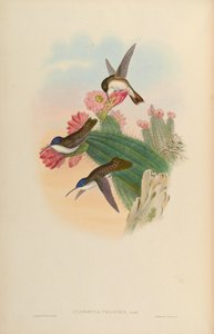 Cyanomyia violiceps = Amazilia violiceps de John Gould